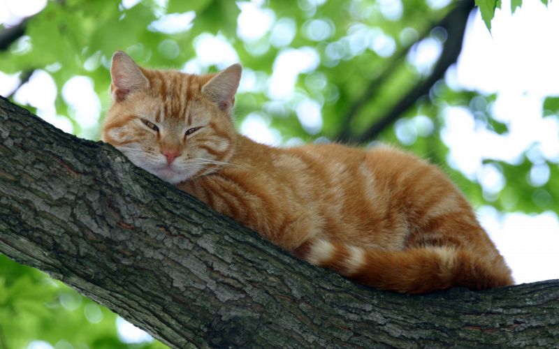 Рыжий полосатый кот спит на дереве