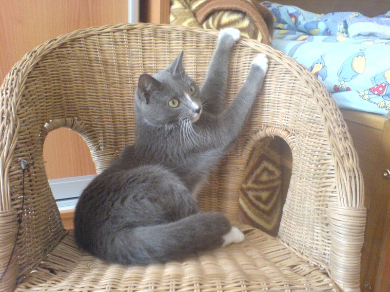 Серый кот в плетёном кресле