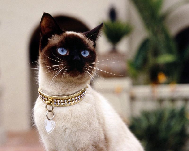 Сиамская кошка с голубыми глазами и ожерельем