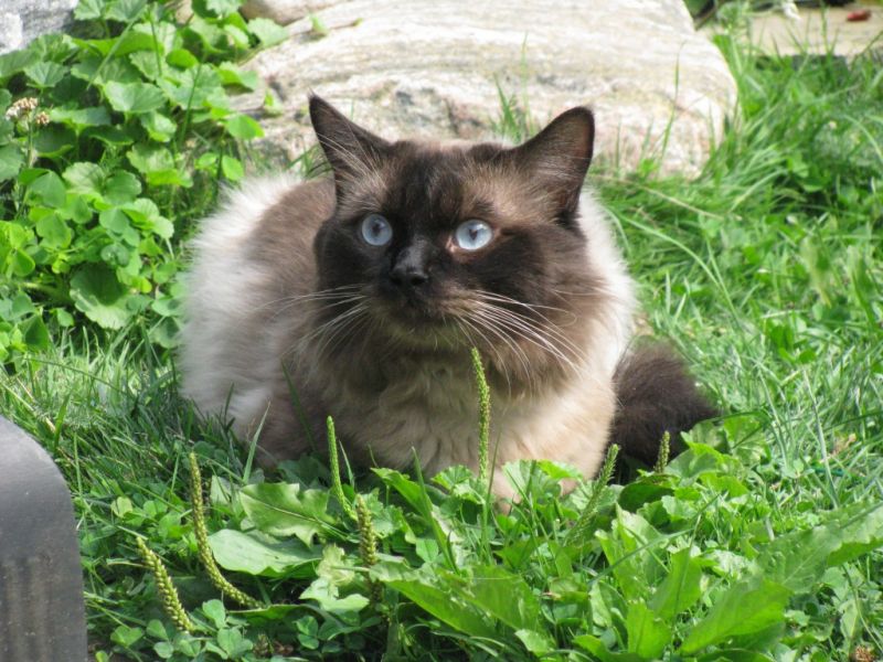Сиамский пушистый кот в траве