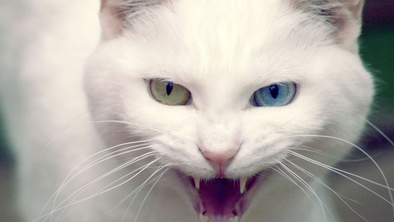 Белый кот с разными глазами скалится