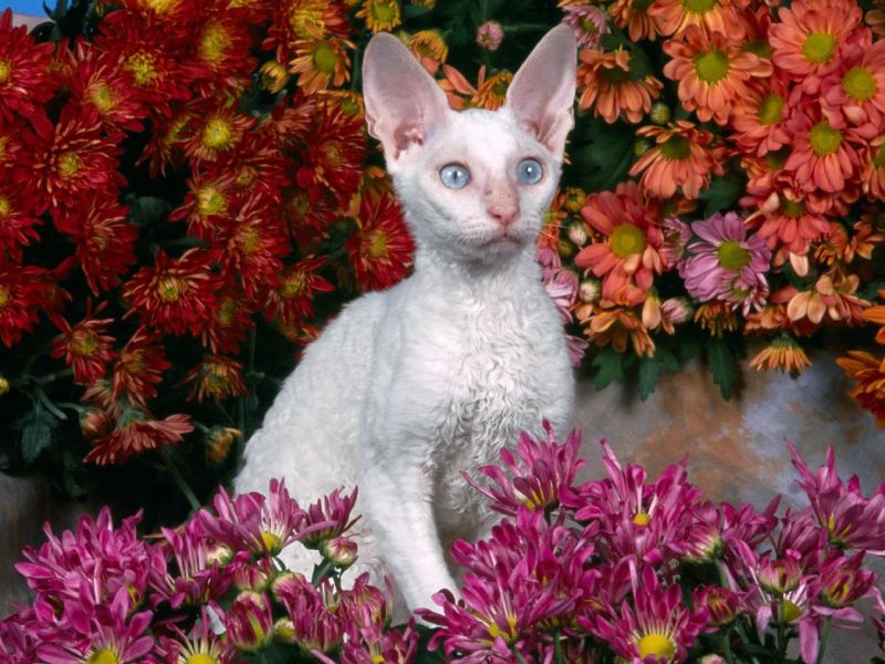 Белый кот с выпученными глазами