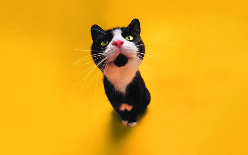 Чёрно-белый кот, снятый со специальной линзой на желтом фоне