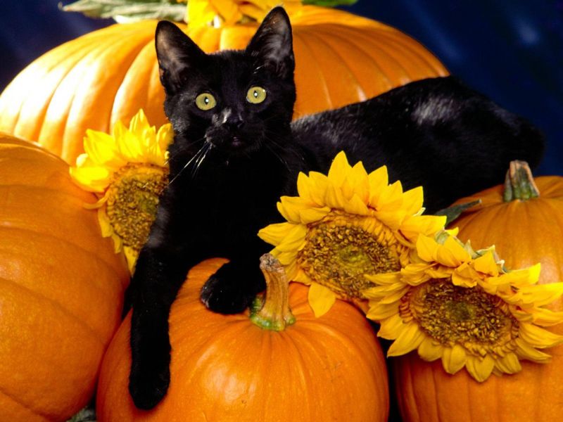 Черный кот на тыквах