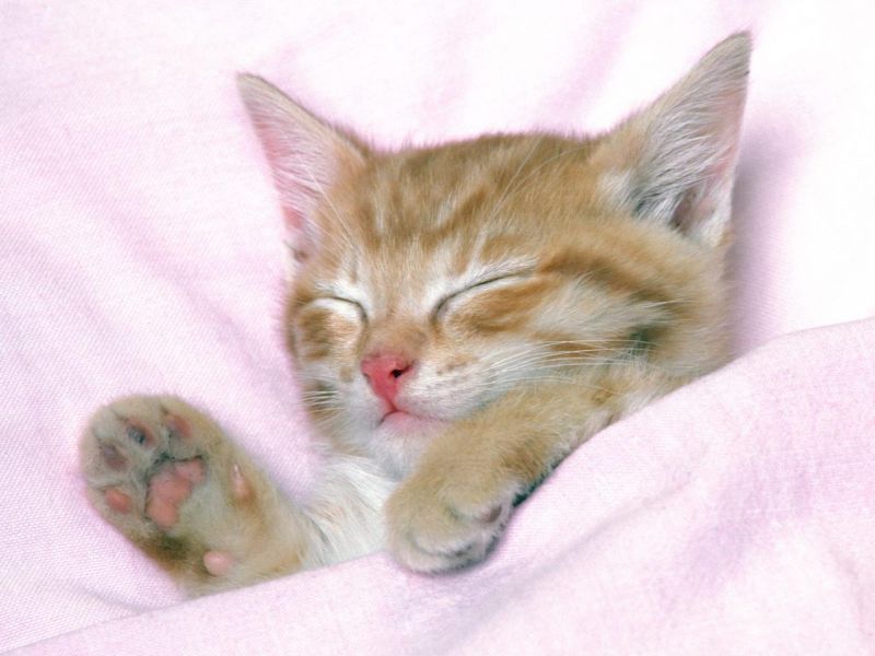 Котенок спит под розовым одеялом