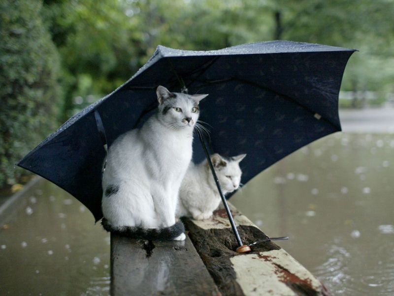 Кот и кошка под зонтиком