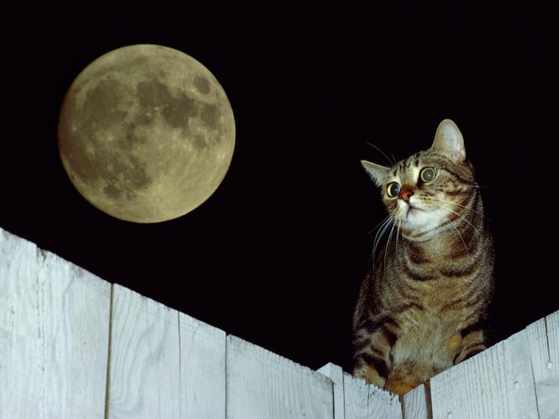 Кот на заборе с выпученными глазами в полнолуние