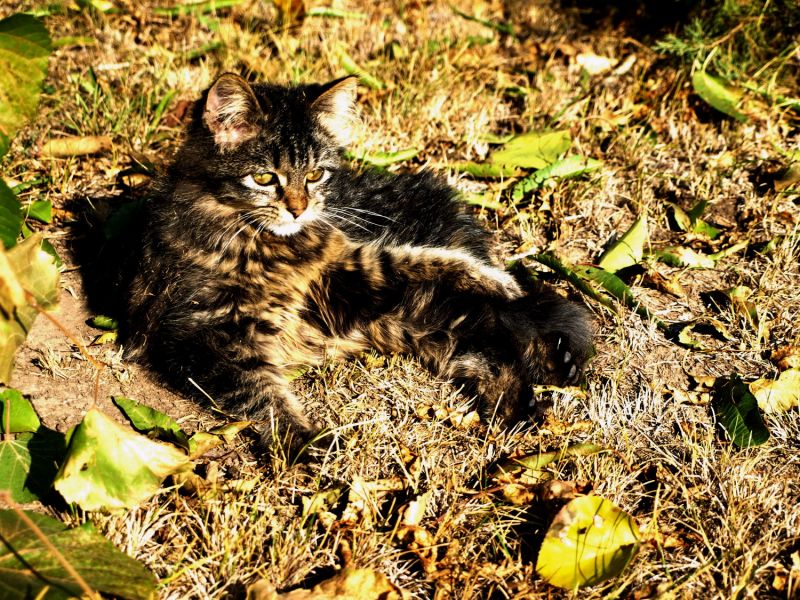 Котенок лежит в листве