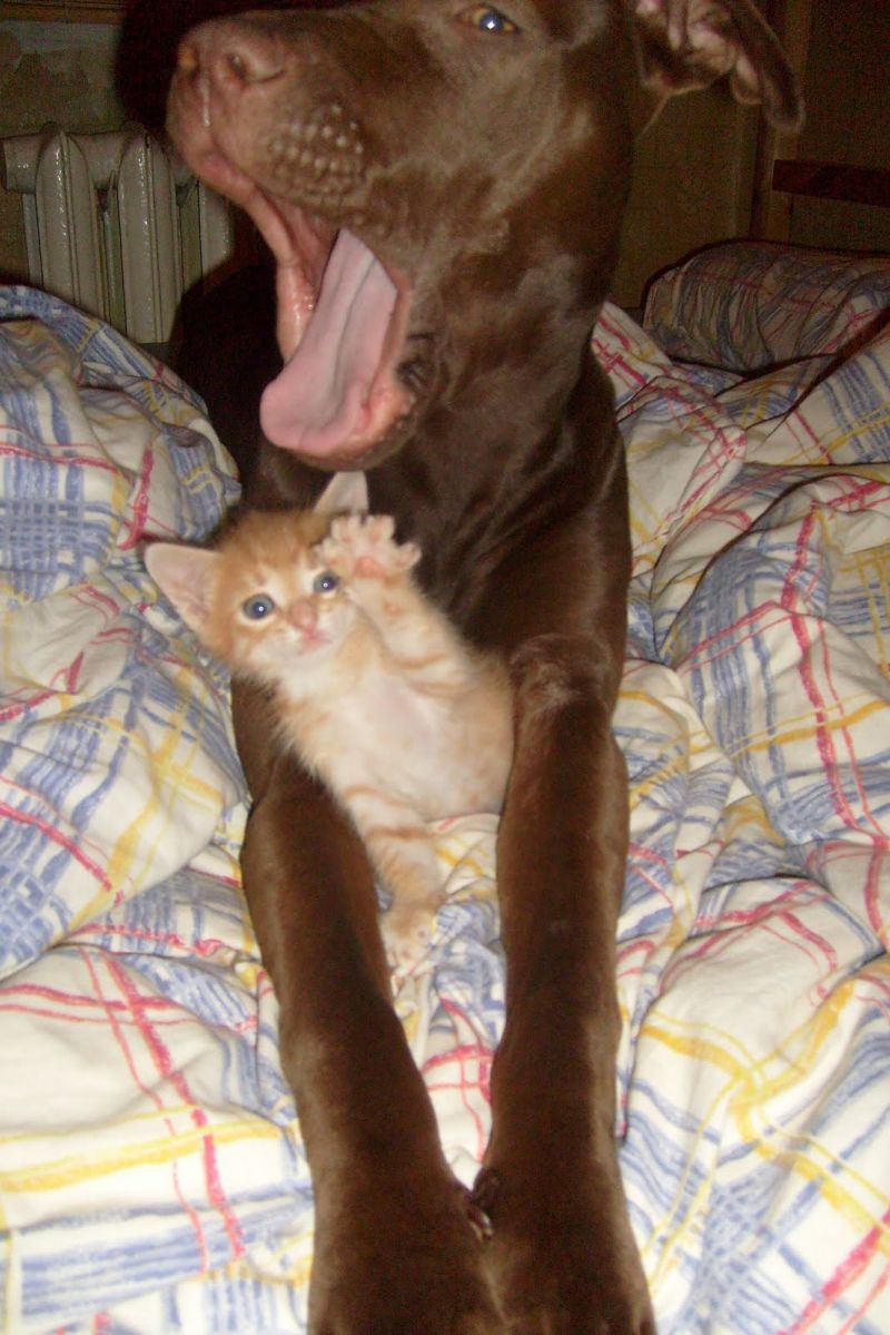 Котёнок лежит между лап собаки и передаёт привет