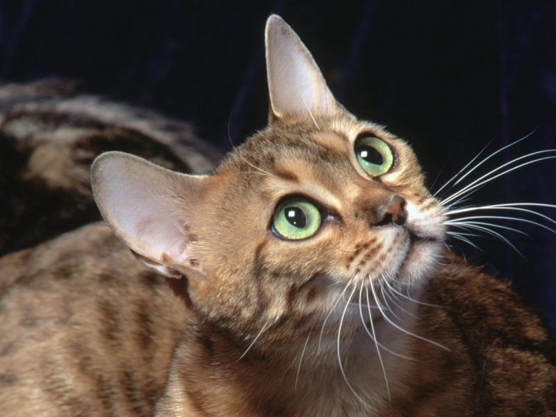 Красивый кот с зелёными глазами