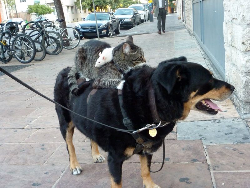 Крыса верхом на коте, верхом на собаке