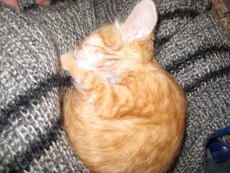 Миленький рыжий котёнок спит на свитере