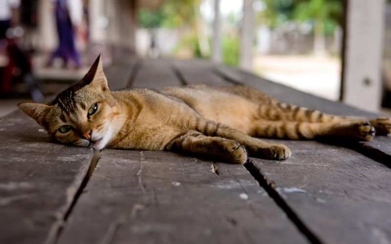 Полосатый кот лежит на деревянном переходе