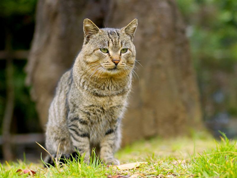 Полосатый кот на траве