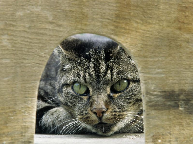 Полосатый кот с зелеными глазами смотрит в норку