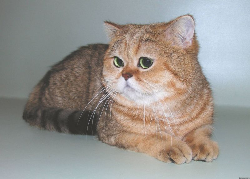 Рыжий кот с плоской мордой и большими глазами