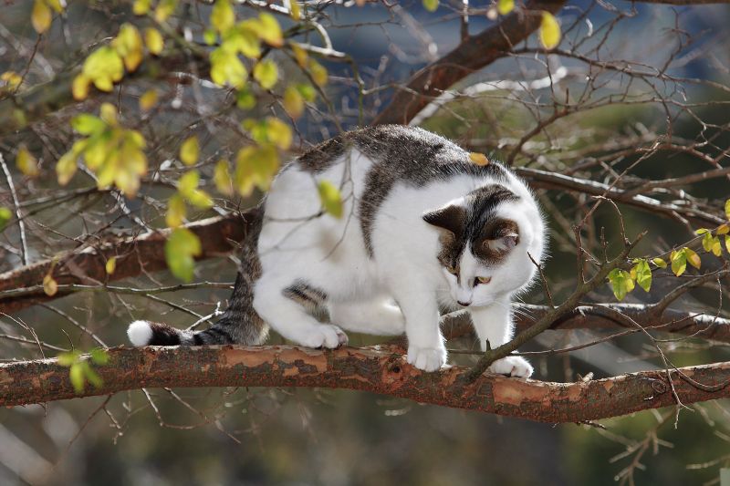 Серо-белый кот на дереве