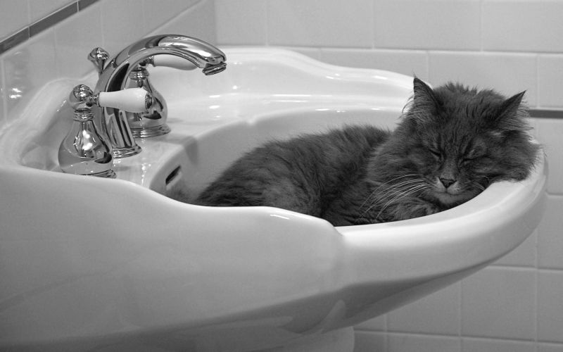 Серый кот спит в раковине