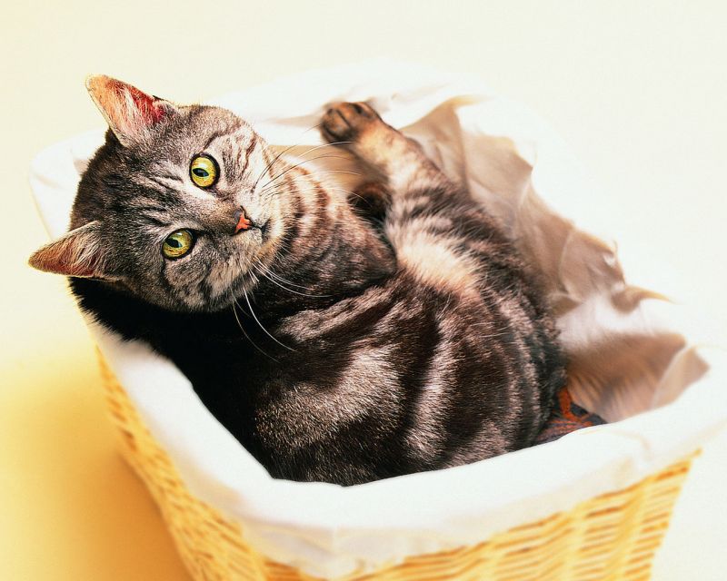 Серый полосатый кот лежит в корзине