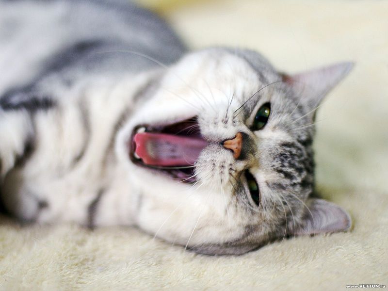 Серый полосатый кот зевает