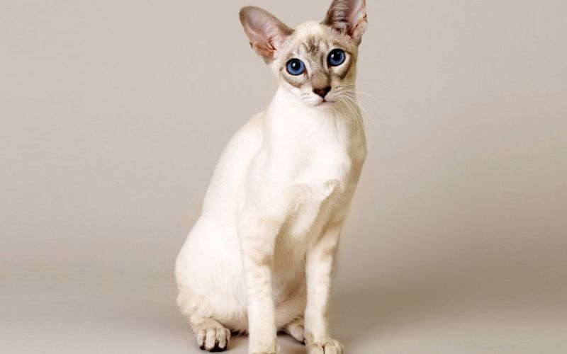 Сиамский кот с синими глазами на сером фоне