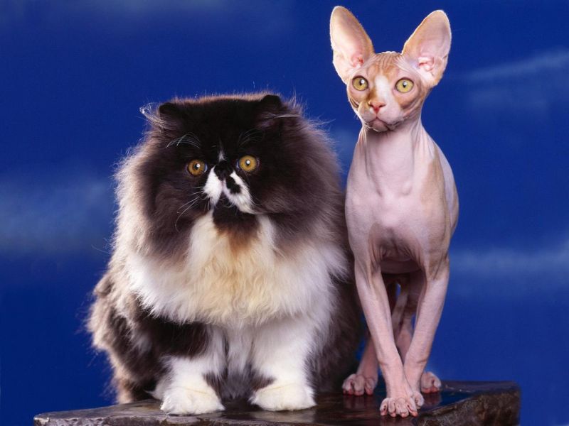 Толстый пушистый кот и худой "сфинкс"