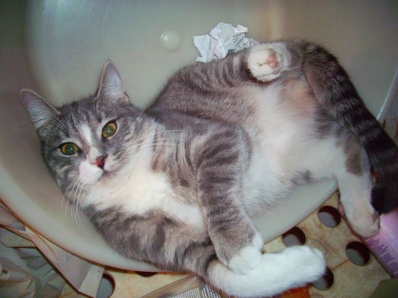 Толстый серый кот лежит в тазу, задрав лапы