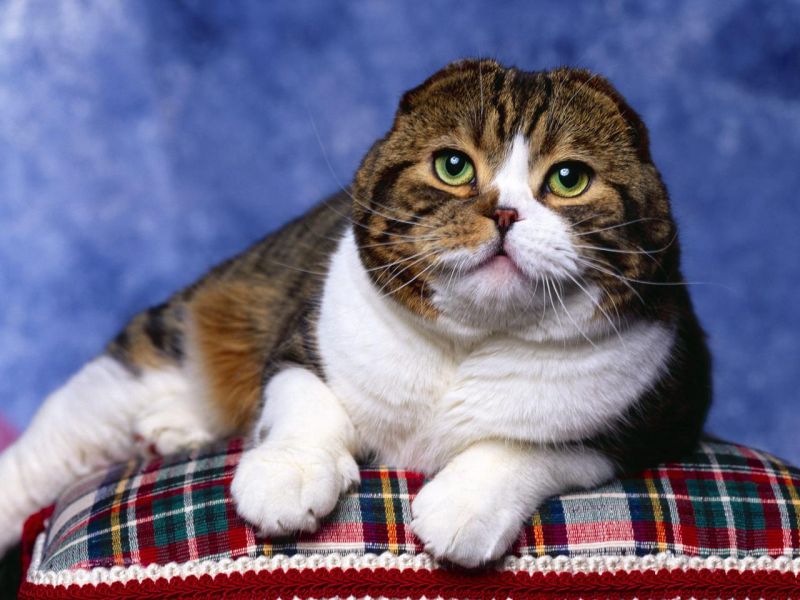 Толстый вислоухий кот на подушке