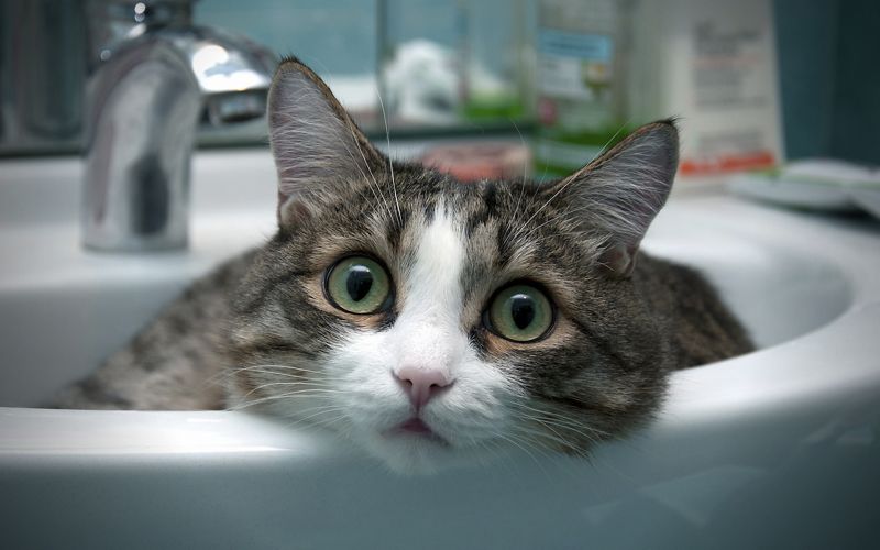 Удивленный кот лежит в раковине