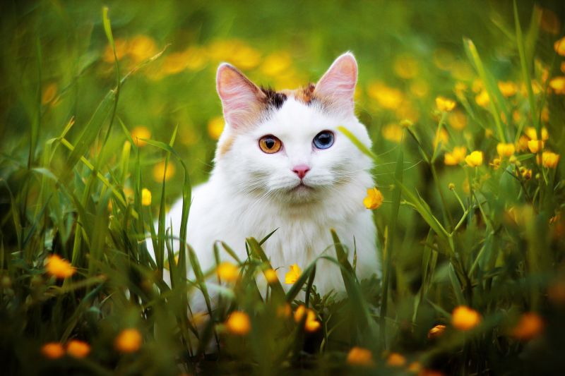 Белая кошка с разноцветными глазами гуляет на лугу