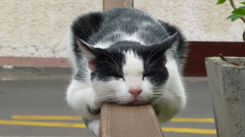 Черно-белый кот спит на периле