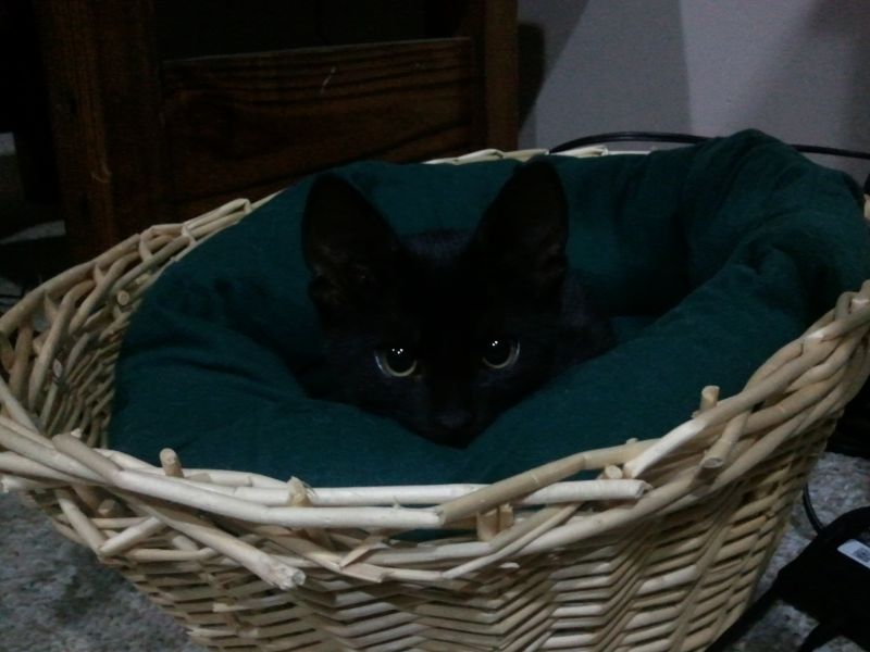 Черный котенок лежит на лежанке в плетеной корзинке