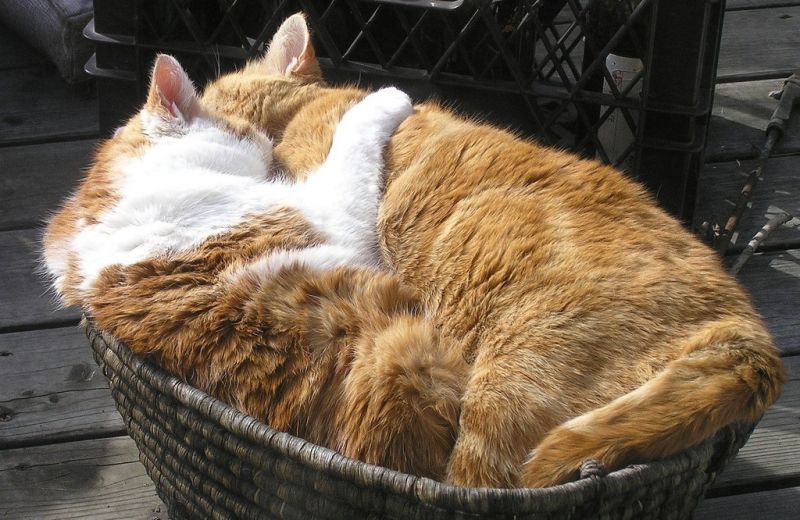 Два кота спят обнявшись в корзинке