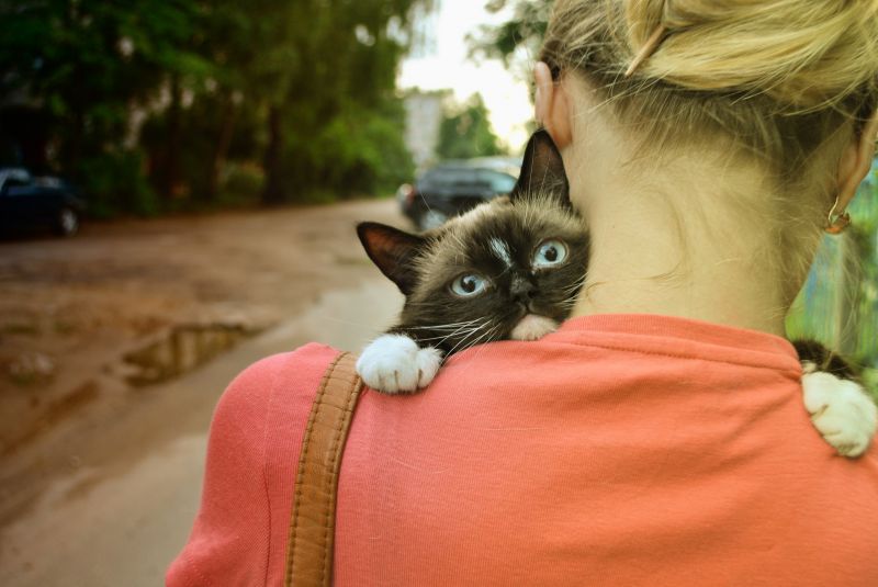 Грустный сиамский котенок на плече у хозяйки