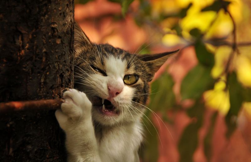 Кот грызет веточку на фоне осеннего леса