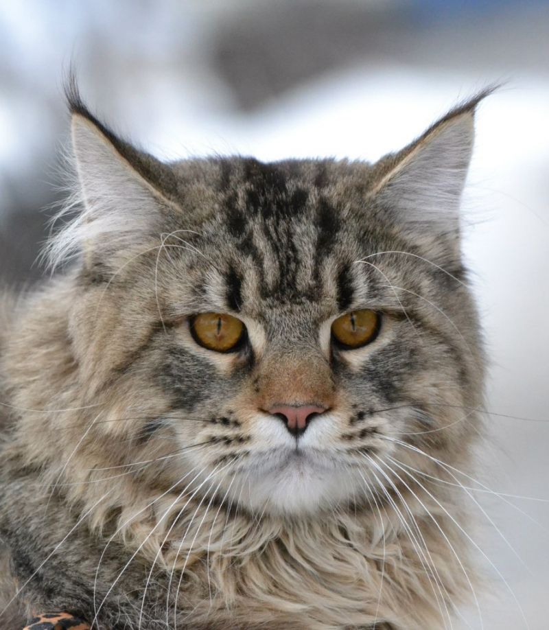 Кот мейн-кун на фоне снега