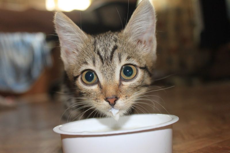 Милый котенок неаккуратно пьет молоко