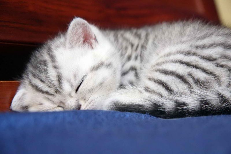 Милый серый шотландский котенок спит на кровати