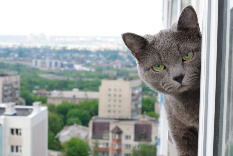 Недовольный серый кот смотрит из окна