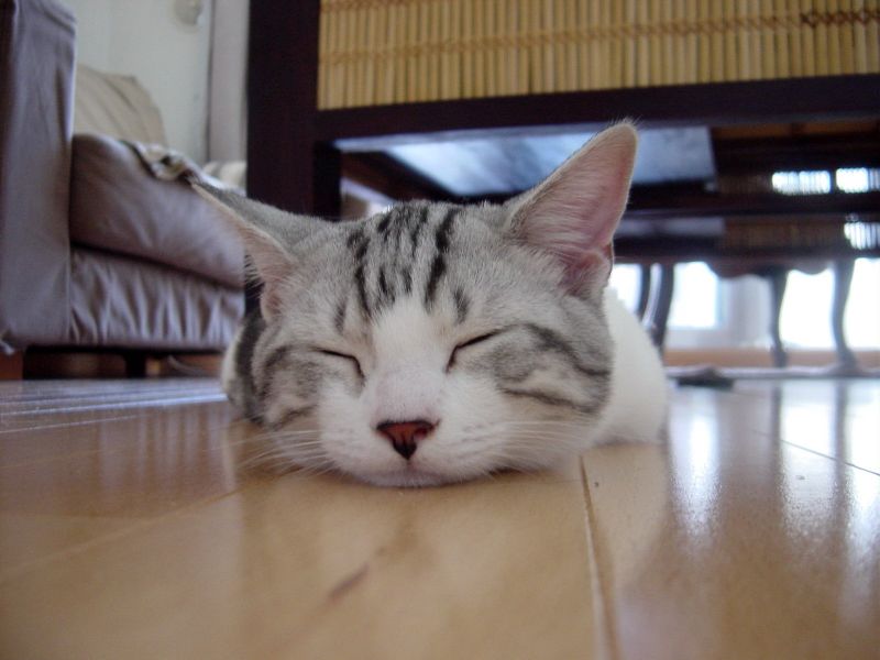 Полосатый кот спит на полу вытянув лапы