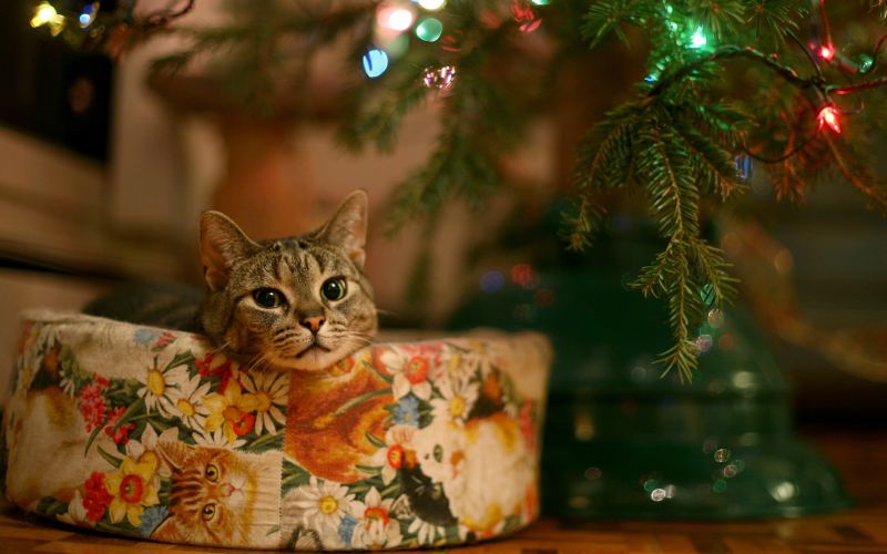 Полосатый кот в лежанке под новогодней елкой