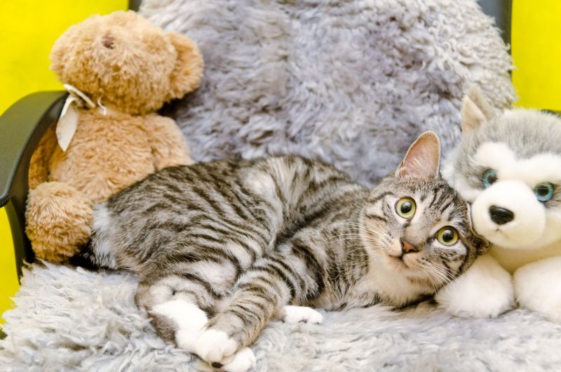 Полосатый удивленный кот лежит среди мягких игрушек