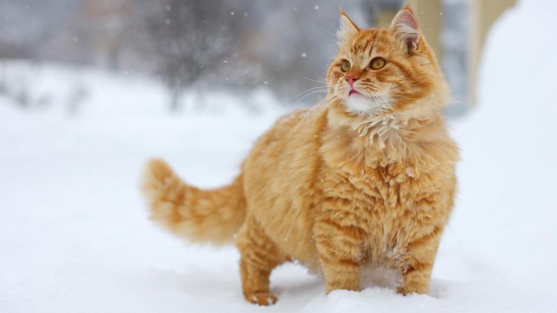 Пушистый рыжий кот гуляет зимой среди снега