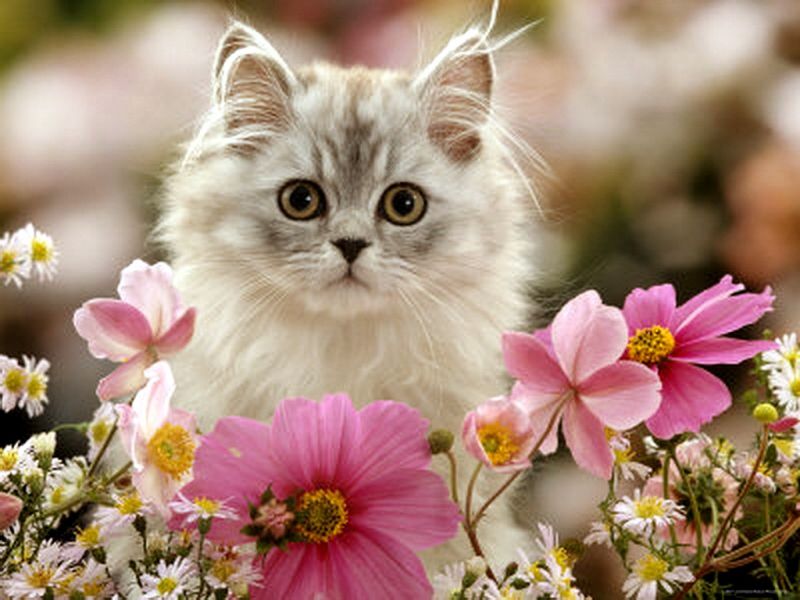 Пушистый серый сибирский котенок в весенних цветах