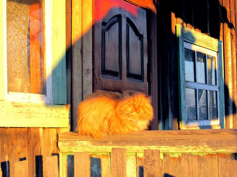 Рыжий деревенский кот спит на закате