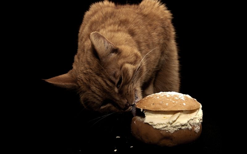 Рыжий кот ест булочку с кремом