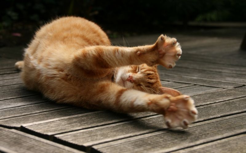 Рыжий кот потягивается лежа на деревянном полу