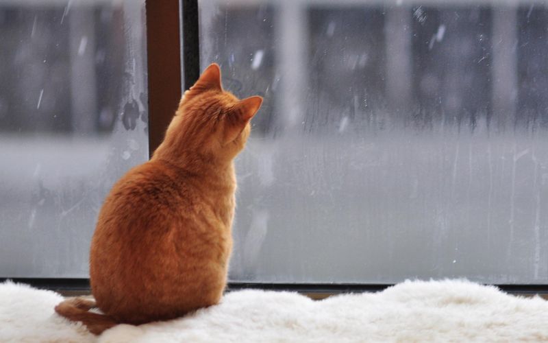 Рыжий кот смотрит на снегопад за окном