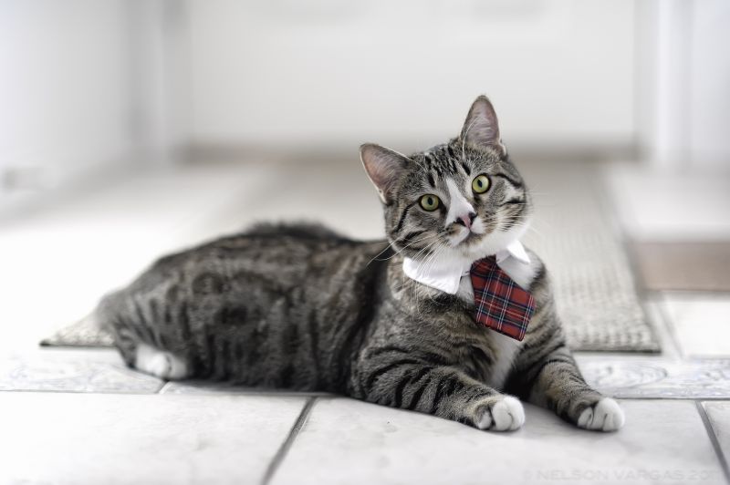 Серый полосатый кот в воротничке и галстуке