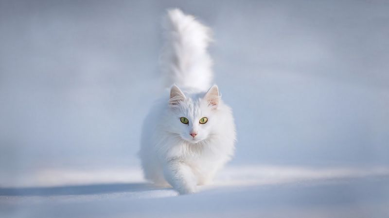Шикарная белая кошка гуляет по снегу